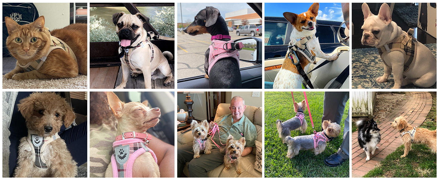 harnesses