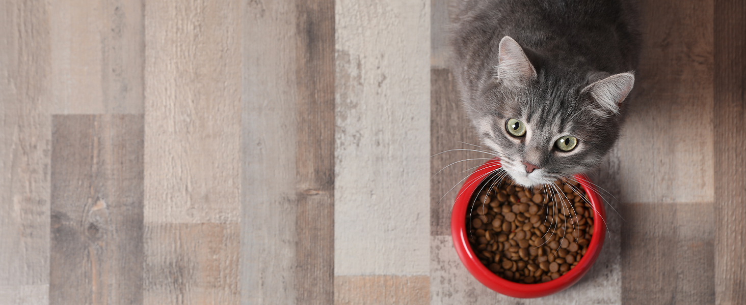 Prepare the real healthy food for your pets, make accompany and love longer