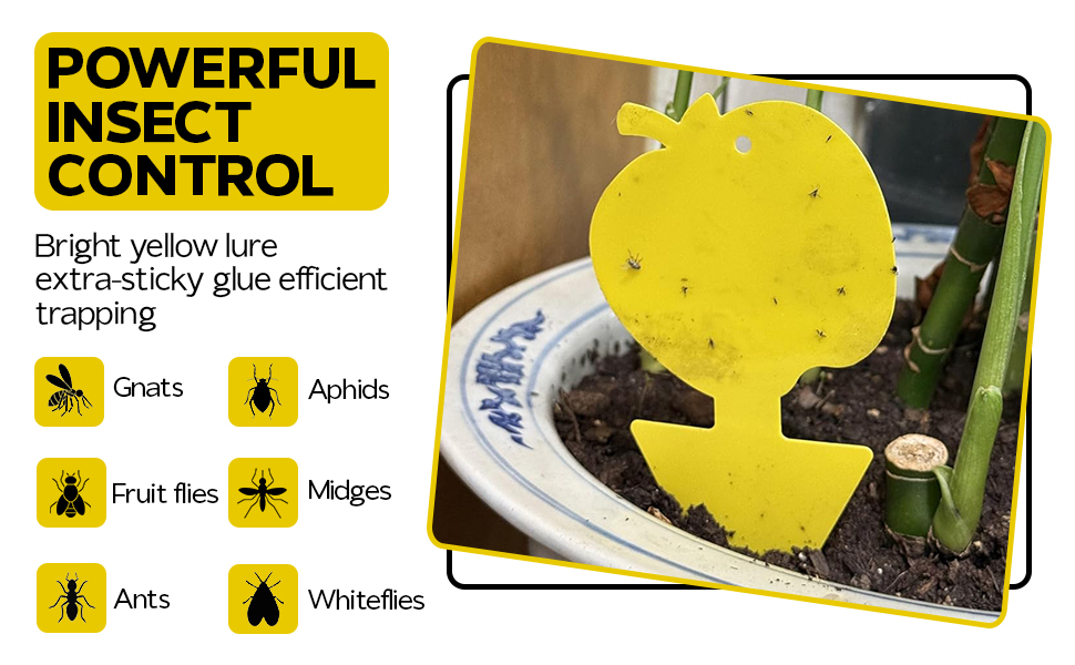 Gnat traps Fungus gnat traps Sticky traps for gnats Gnat sticky traps for plants