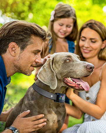 bark collar for Large dog
