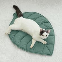 cat bed