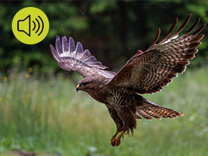 trail cameras with night vision motion activated waterproof