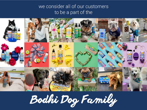 Bodhi Dog family images MOBILE