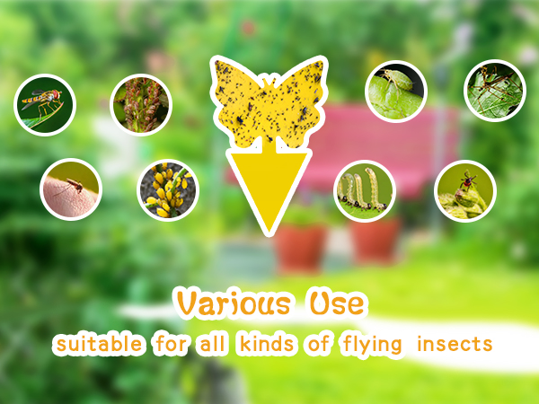 gnat traps for house indoor