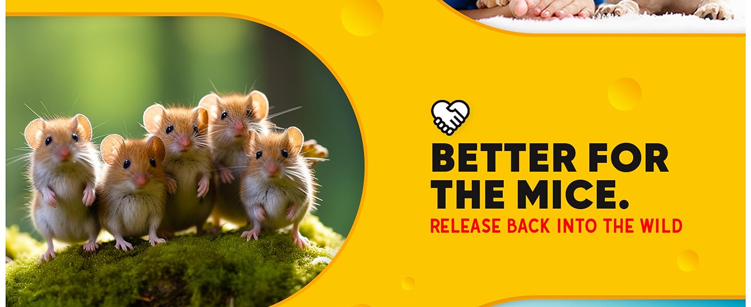 Humane Mouse Traps
