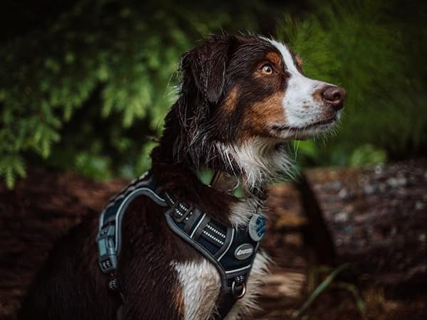 dog harness