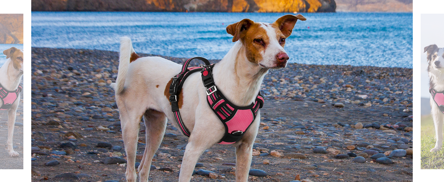 dog harness