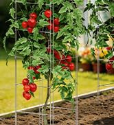 Square Foldable Tomato Cages
