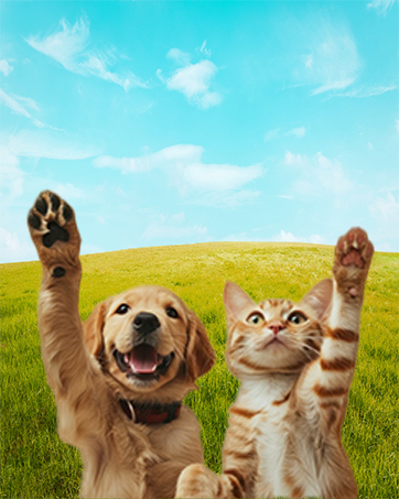 cat nail cliper