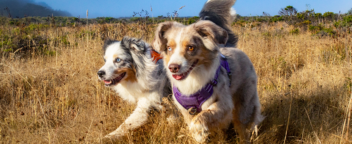 dog harness