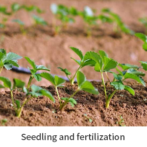 Seedling and fertilization