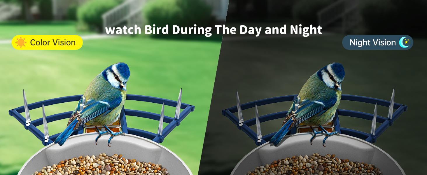 bird feeder camera