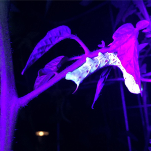 Find Tomato Hornworms