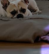 EverBrite UV Blacklight Flashlights 3-Pack Set, 9 LEDs 395nm Mini Black Light for Neon Glow Art, ...