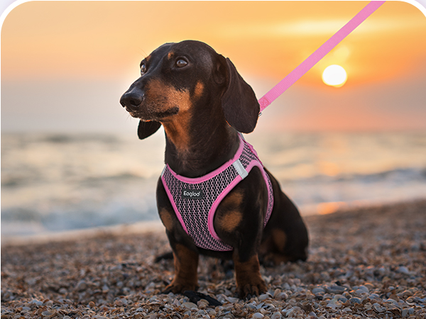 small sized dog harness