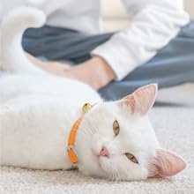 a cat being petted 