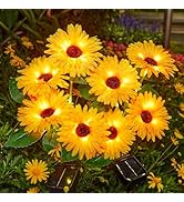 4 Pack Outdoor Solar Garden Lights with 16 Glowing Daisy Flowers &amp; Stems, Waterproof Solar Flower...