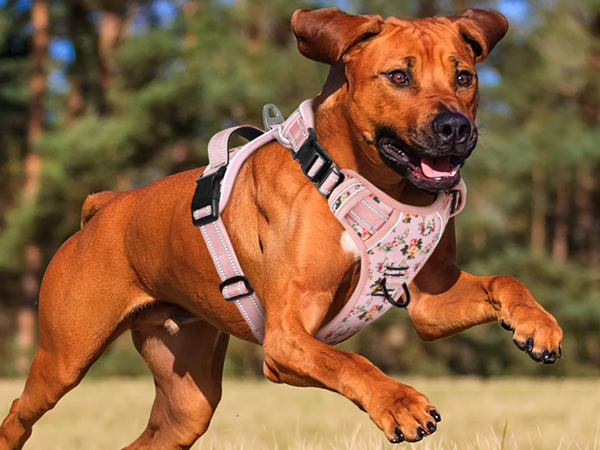 dog harness for medium dog