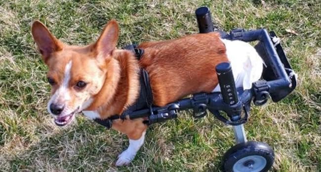 dog with wheelchair wearing bodhi dog diapers
