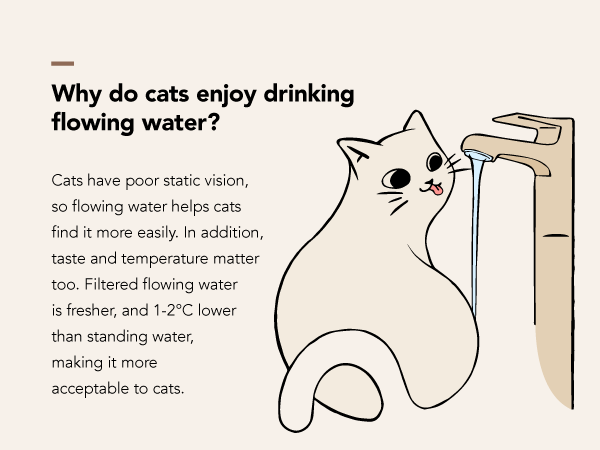 water fountain for cats inside
