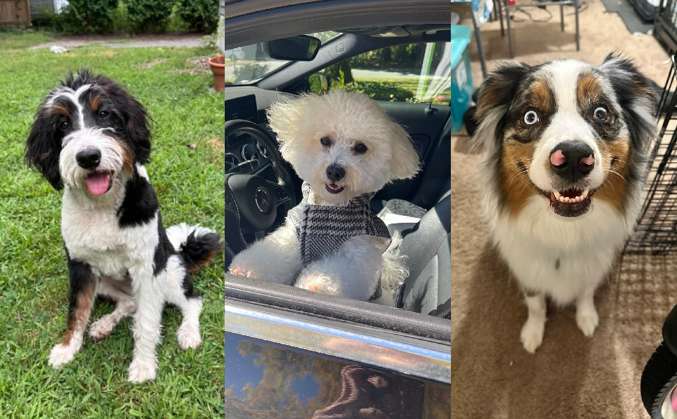 blow dryer with comb pet grooming vacuum for dogs slicker brush for dogs dog grooming