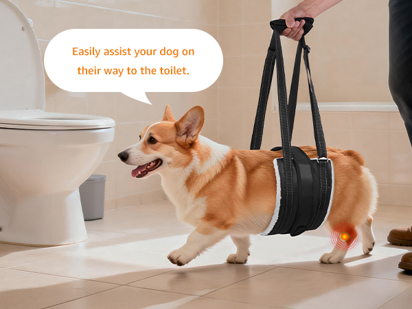 dog rear leg support