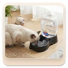 Cat hydration setup showing auto water for cats in a home environment.
