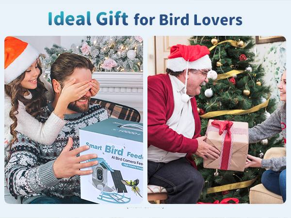 watching bird feeder