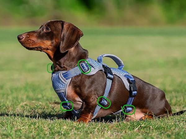 escape proof dog harness