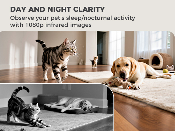 automatic cat feeder