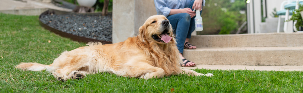 A dog enjoying a yard with Wondercide
