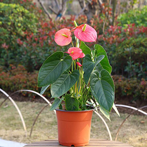transplanting plant pots
