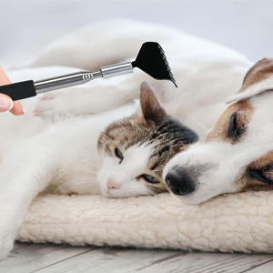 Massage your pet