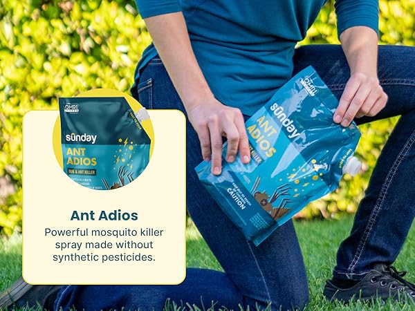 Sunday Ants Adios