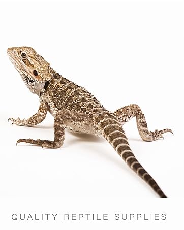 REPTIKING MISTER