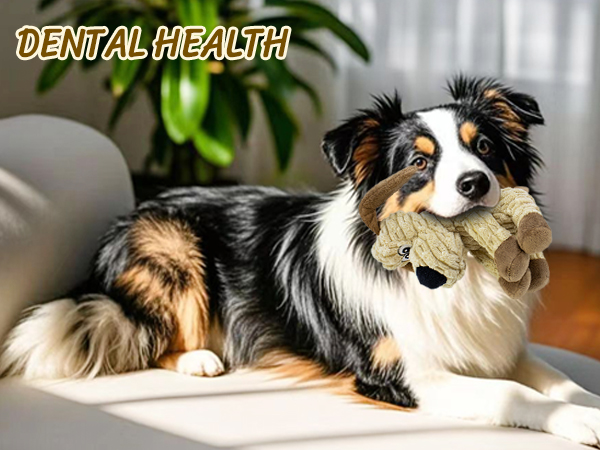 dental health