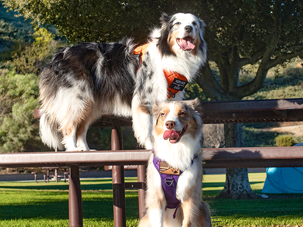dog harness