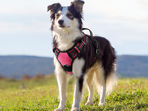 dog harness