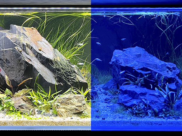- aquarium light 10 gallon- fish tank light 20 gallon- aquarium light 20 gallon
