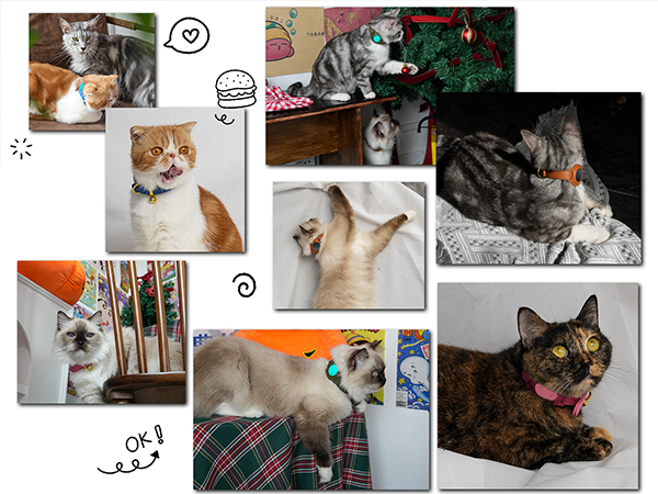 cat tracker collar cat gps tracker collar gps cat collar gps tracker for cats cat tracking collar