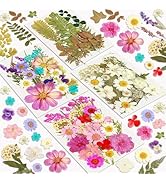 Collection of pressed and dried flowers and leaves arranged on white background. Includes colorful petals, ferns, daisies, and various foliage in vibrant hues of pink, purple, yellow, and green.