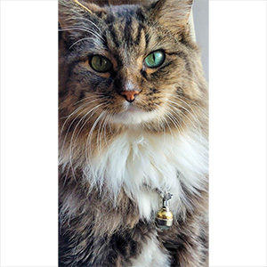 cat green eyes bell collar accessory charm pendent campana gato