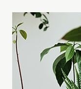 Utopia Home - Plant Pots Indoor with Drainage - 7/6.6/6/5.3/4.8 Inches Flower Pots for Indoor Pla...