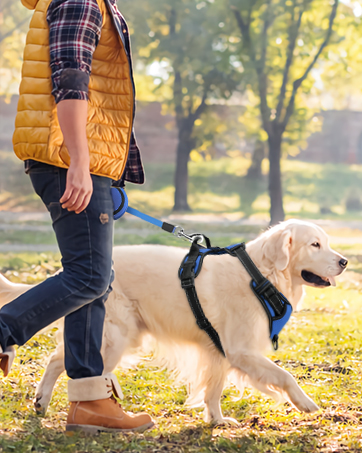 dog harness