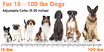 Dog Training Collar