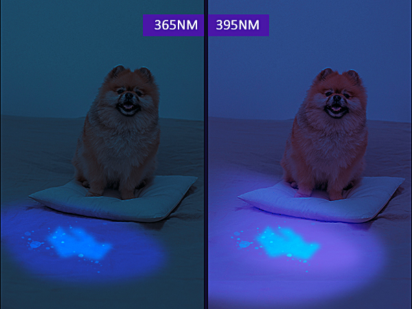 black light for pet urine detection