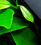 Text reads 'Image 1'. Close-up macro photography of bright green leaves with water droplets, showing natural textures and veins in dramatic lighting.