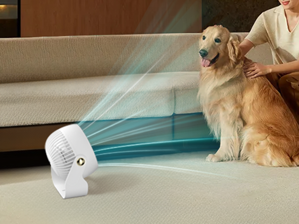 fan for dog