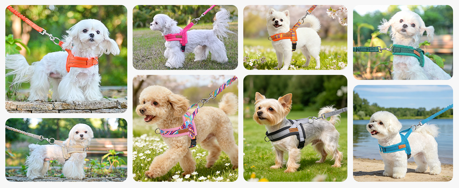 small dog harness
