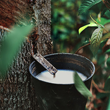 Natural Rubber